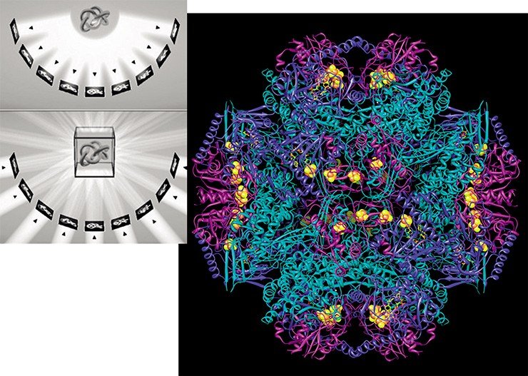 Схема получения в электронном микроскопе серии двумерных изображений молекулы белка, которую снимают под разными углами и затем реконструируют в трехмерную структуру. Внизу – реконструкция комплекса белков Frh грибка Neurospora, изображение приводится в псевдоцветах. Раскрашивать можно как угодно, но на самом деле все биологические объекты полупрозрачны, а на экране цифровой камеры электронного микроскопа – черно-белые. © MPI Biophysik