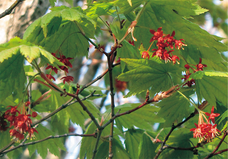 Клен японский (Acer japonicum) произрастает в РФ только на Кунашире, где встречается исключительно на территории заповедника в количестве не более 50 штук. Фото Ю. Сундукова