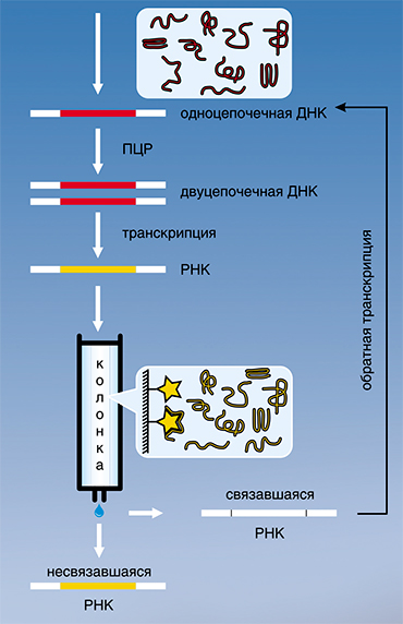 Первый этап процесса молекулярной селекции – нанесение молекул РНК из молекулярной библиотеки на колонку. Лишь несколько молекул РНК с подходящей структурой свяжется с колонкой, в то время как подавляющее большинство молекул не взаимодействует с ней. После отмыва колонки связанную фракцию далее «снимают», переводят в форму ДНК с помощью фермента обратная транскриптаза и размножают методом ПЦР. Получается новая библиотека (пул) молекул, которые будут связываться с колонкой гораздо лучше. Поскольку мир не идеален, одного цикла селекции не бывает достаточно из за неполного удаления различных неспецифических РНК. Обычно требуется около 10 циклов, чтобы отобрать несколько уникальных последовательностей из 1015 кандидатов