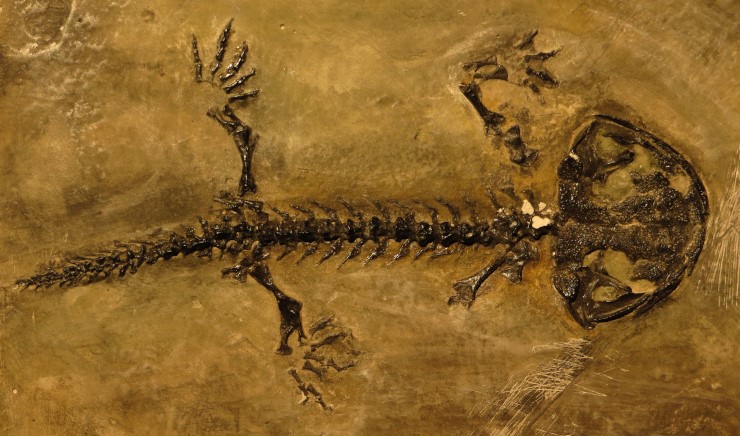 Останки вымершей амфибии рода Karaurus, музей динозавров в Праге 
