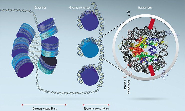 В упаковке хромосомной ДНК в клеточном ядре различают несколько уровней. Сначала нить ДНК наматывается на гистоновые белки, образуя «бусины» (нуклеосомы); затем «бусины» собираются в «стопки», которые перекручиваются одна вокруг другой (зигзагом между ними идет «свободная» линкерная ДНК) с образованием соленоида; наконец, формируются фрактальные глобулы на уровне хромосом