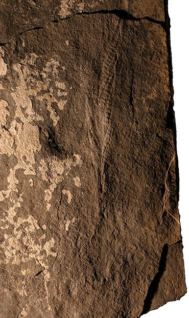 Charnia. Отпечаток бентосного организма перьевидной формы, предположительно, вертикально стоявшего в толще воды. Оленекское поднятие Сибирской платформы. Поздний венд, 553—550 млн лет назад. Коллекция ЦСГМ