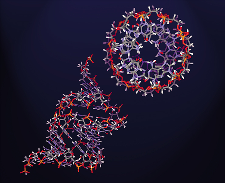 Пространственная структура двуцепочечной молекулы РНК
