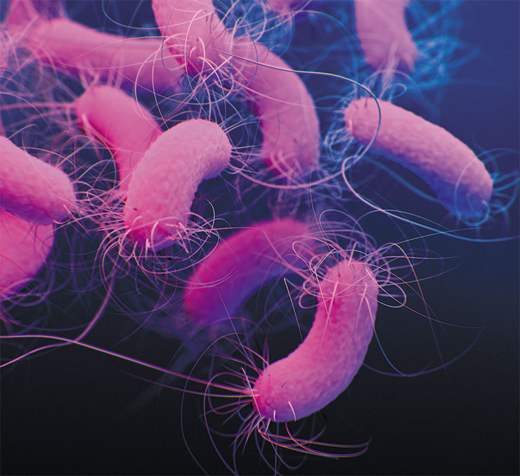 Бактериальные клетки синегнойной палочки (Pseudomonas aeruginosa) со множественной лекарственной устойчивостью. Illustrator Jennifer Oosthuizen/CDC/Public Domain