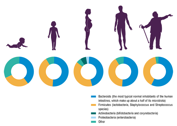 The microbiome of the large intestine can contain hundreds of microorganism species, but in adults, it is dominated by Firmicutes and Bacteroidetes bacteria. The bacterial diversity of the intestines decreases with age. By counting genes in the microbial community, scientists demonstrated that younger people have about twice as many genes as older people
