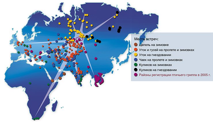 Карта размещения на пролете, зимовках и местах гнездования околоводных птиц юга Западной Сибири 
