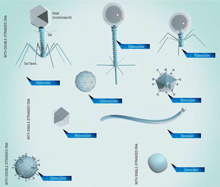Bacteriophages differ in their shape and structure. Some of them are most simple, being shaped as an icosahedron or a filament, while others resemble killer robot spacecraft. In some phages, hereditary information in encoded in DNA (single- or double-stranded) and in others, in RNA. Phages with a large genome (typically, up to 170 kilobase pairs) have the most intricate structure. Such phages may be larger than the viruses of multicellular animals.A typical bacteriophage consists of a head housing DNA or RNA, covered by a protein of lipoprotein envelope (capsid) and a tail, a protein tube used for injecting the viral genetic material into a bacterial cell