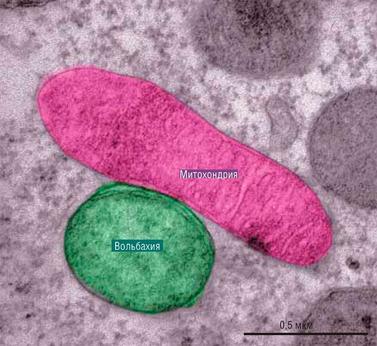 Цитоплазма эмбриона дрозофилы. Бактерии рода Wolbachia тесно взаимодействуют с органеллами клеток хозяина, такими как клеточные электростанции митохондрии. Электронная просвечивающая микроскопия