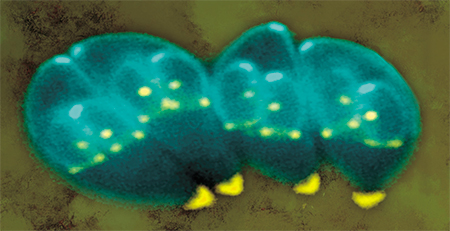 Этап размножения токсоплазмы (Toxoplasma gondii): внутри материнских клеток паразита строятся цитоскелетные каркасы дочерних клеток. Зеленым цветом помечен белок, из которого состоят микротрубочки. © Ke Hu and John M. Murray