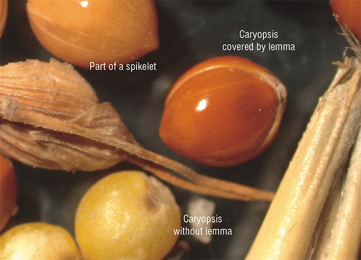 Typical millet grains