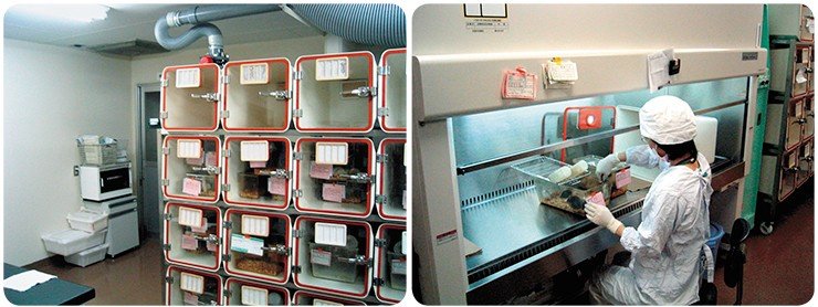 Для обеспечения SPF-стандарта лабораторных животных содержат в чистых помещениях, куда под избыточным давлением подается стерильный воздух. Корм, вода, подстилка и клетки поступают в чистую зону вивария после предварительной стерилизации