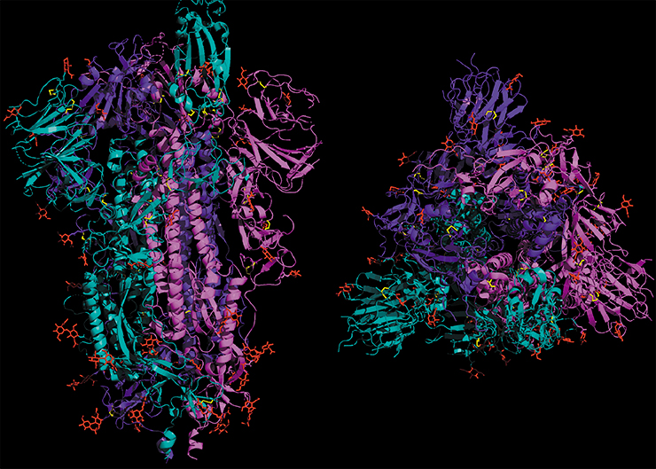Белок-шип S коронавируса SARS-CoV-2 состоит из трех мономеров (показаны разным цветом). Верхняя часть белка (слева) связывается с клеточным рецептором АПФ2 человека, который коронавирус использует для проникновения в клетку. © 5-HT2AR. Public Domain Dedication