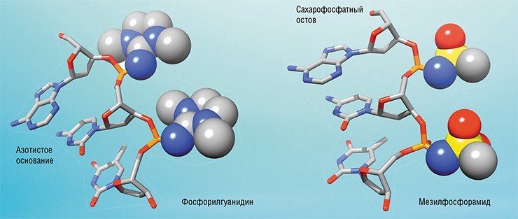 У новых аналогов олигонуклеотидов, полученных новосибирскими химиками, фосфатная группа превращена в электронейтральную фосфорилгуанидиновую или отрицательно заряженную мезилфосфорамидную группу. В последнем случае получаются соединения, более близкие к одноцепочечным молекулам ДНК