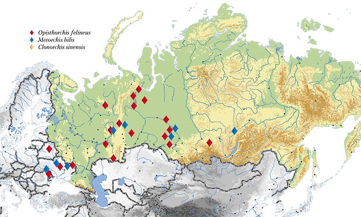 Currently, in addition to Western Siberia, liver flukes are found in the Volga–Kama, Don, and Dnepr River basins and of the adjacent countries, in Kazakhstan, Belarus, Ukraine, and Baltic states. Map shows the sampling sites for the liver flukes deposited in the collection of the Institute of Cytology and Genetics, Siberian Branch, Russian Academy of Sciences (Novosibirsk)
