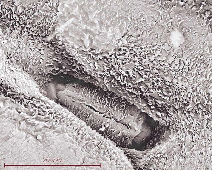 Изображение устьица – мельчайшего отверстия на поверхности листа растения – получено на сканирующем электронном микроскопе TM-1000 (Hitachi), пространственное разрешение которого составляет 30 нм