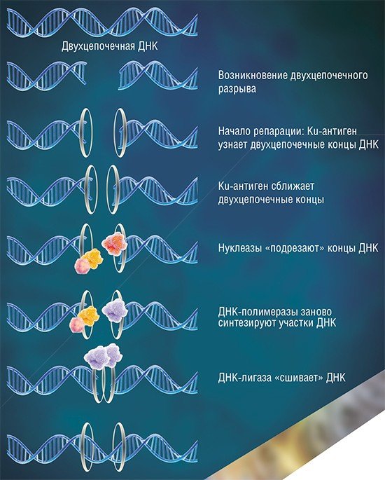 Процесс репарации («ремонта») двухцепочечных разрывов ДНК с участием Ku-антигена протекает в несколько этапов. Сначала Ku-антиген «узнает» концы разорванной молекулы ДНК и сближает их. При взаимодействии белка с молекулой ДНК он «нанизывается» на нее подобно бусине на нитку. Затем специальные ферменты «зачищают» концы ДНК, а другие ферменты заполняют образовавшиеся бреши в нуклеотидной последовательности и «сшивают» ее. Таким образом восстанавливается исходная целостность молекулы ДНК. В ансамбль белков репарации помимо Ku-антигена входят специализированные нуклеазы для «подрезки» концов ДНК, ДНК-полимеразы для ресинтеза участков ДНК, а также ДНК-лигаза, обеспечивающая восстановление целостности сахарофосфатного остова ДНК. Сам Ku-антиген «работает» в составе фермента ДНК-зависимая протеинкиназа, соединенный с ее каталитической субъединицей