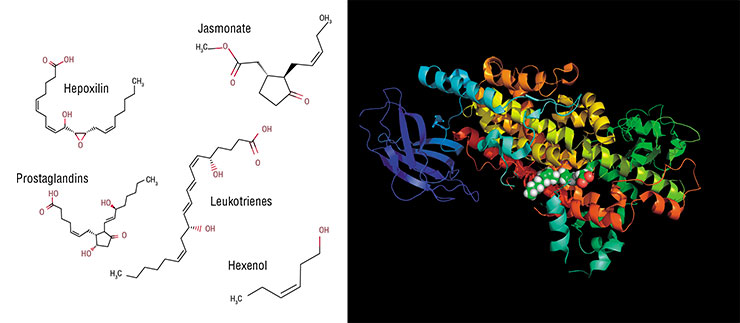 Representatives of a vast oxylipin world have different structures (left), but all of them are synthesized from fatty acids with unsaturated double C-C bonds. Bottom: X-ray structure of a human arachidonate 5-lipoxygenase, oxylipin biosynthesis enzyme. © CC BY-SA 4.0/ Boghog 