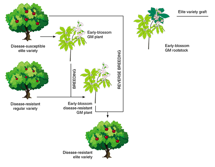 To speed up the selections process, various breeding methods are used. When fast-track and reverse breeding is used to obtain a disease-resistant hybrid, a susceptible variety is modified using genes of early blossom and bred with a resistant culture (left). The obtained genetically modified progeny can be bred with the original variety to remove the transgene. A branch from an elite variety can be grafted onto a transgenic early blossom tree (above). Proteins that set off blooming will move into the graft and stimulate blooming. The flowers can be used as pollen donors. Based on: (VIB’s fact series, 2016)