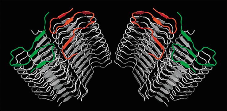A computer-generated model of fibrils formed by the Aβ42 amyloid peptide provides insight into the structure and contents of amyloid plaques in the brains of Alzheimer’s patients. Photo courtesy: A. Yu. Bakulina (NSU, Novosibrisk)