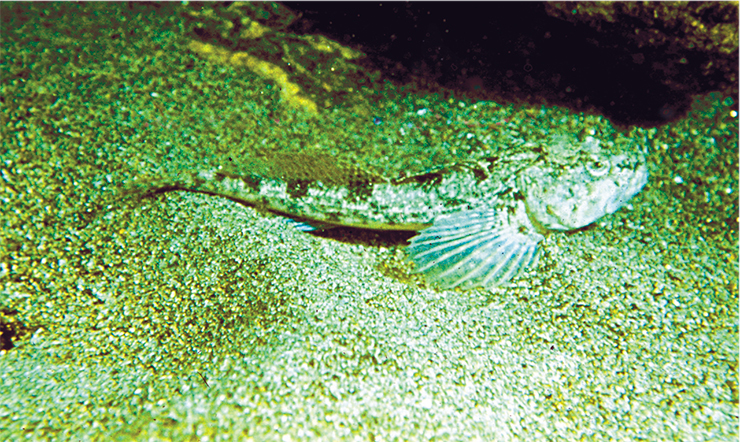 Песчаная широколобка (Leocottus kesslerii). Обитает в прибрежной зоне на песчаных грунтах, при признаках опасности зарывается в песок. Кроме Байкала распространена в реке Селенге, озерах Гусиное и Арахлей (бассейн Байкала), водохранилищах Ангарского каскада. У нее самая высокая плодовитость среди пресноводных коттоидных рыб (до 10000 икринок)