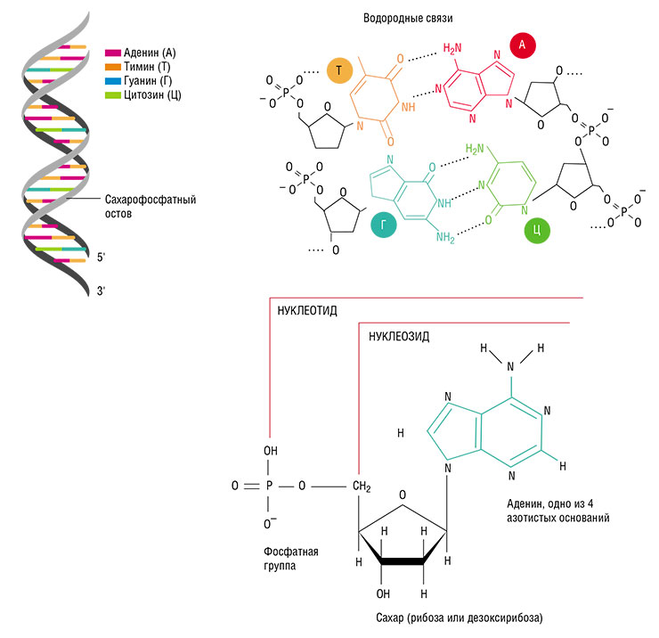 Одиночная нить ДНК (или молекула РНК) представляет собой природный полимер из 4 видов нуклеотидов, которые обычно именуют по азотистому основанию, входящему в их состав: аденин (А), гуанин (Г), цитозин (Ц), тимин (Т) или урацил (У) в случае РНК. Нуклеотиды служат «буквами» генетического кода: каждый триплет кодирует одну аминокислоту. Сахарофосфатные остовы двух цепей, расположенные снаружи, удерживаются вместе с помощью водородных связей между парами азотистых оснований. Пары эти неслучайны – их составляют нуклеотиды, подходящие друг другу, как ключ к замку: A – T, G – C. Благодаря такому свойству комплементарности на одной нити ДНК может быть синтезирована дочерняя, комплементарная нить