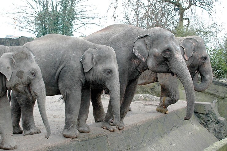 Символ зоопарка Гагенбеков – индийские слоны 