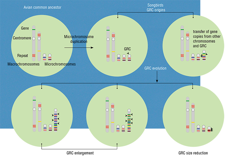 Our scenario of the GRC origins and evolution is the following: we assume that it first appeared in a common ancestor after a duplication of one of the microchromosomes. Coincidentally, it contained genes that were useful for the development and function of germ cells, and the mutation was propagated by natural selection. Gradually, it accommodated copies of different genes and repeat sequences from other chromosomes and the GRC itself (which differ in different phylogenetic lineages) and got bigger. In some lineages, there was no increase in size, while in other lineages it actually got smaller because of deletions (losses)