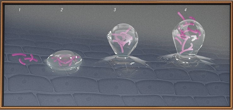 В жизненном цикле биопленки выделяют несколько стадий: первичное прикрепление микроорганизмов к поверхности (адгезия) (1); фиксация (окончательное прикрепление) с выделением внеклеточных полимеров (2); созревание, когда в колонии накапливаются питательные вещества, а клетки начинают делиться (3); дисперсия – выброс с поверхности биопленки микроорганизмов, которые могут стать родоначальниками новых колоний (4)