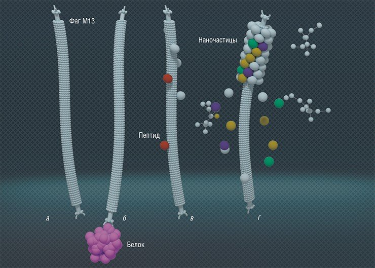 Нитчатый бактериофаг М13, размножающийся в обычной кишечной палочке (а), может нести на своей поверхности рекомбинантные чужеродные белки, такие как антитела (б) либо пептиды (в). Он также может служить шаблоном для cоздания наноустройств и наноматериалов, таких как нанокристаллический катализатор с известной площадью поверхности и нужным распределением пор (г) 