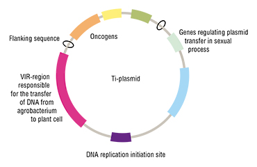 Ti-plasmid In plant selection, scientists use small “vectors” based on Ti-plasmids (above) of agrobacteria, which cause tumorous growths, called galls, in infected plants. Instead of the “oncogens”, the necessary transgen and a marker (e.g. herbicide resistance genes) are inserted into the vector genome, allowing scientists to detect and collect the transformed plant cells later. Incubating any part of a plant with a suspension of recombinant agrobacteria causes an efficient but random transfer of recombinant DNA into the plant genome