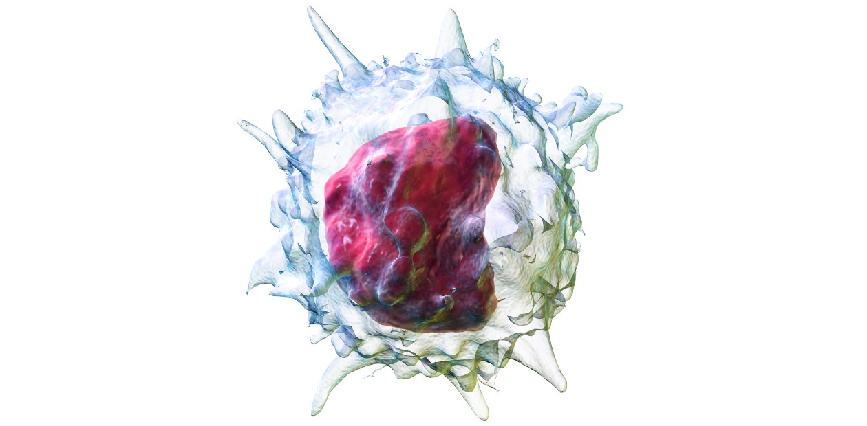 Моноцит – вид лейкоцитов (белых клеток крови), участвующий в системе врожденного иммунитета