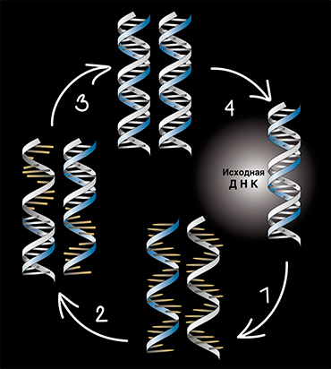 Метод полимеразной цепной реакции (ПЦР), который позволяет в неограниченном количестве «размножать» нуклеиновые кислоты, произвел настоящую революцию в биологии. Суть метода проста: спираль ДНК разделяют нагреванием, а затем на каждой цепи с помощью специального фермента собирают цепочку, комплементарную исходной. В результате из одной двуцепочечной ДНК получается две. Из двух – четыре и т. д. Процесс можно повторять до бесконечности!