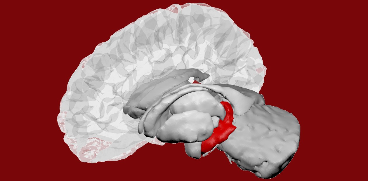Мозг человека (область гиппокампа показана красным цветом). Изображение из анатомического атласа Desikan-Killiany, обработанное с использованием программного обеспечения BrainPainter