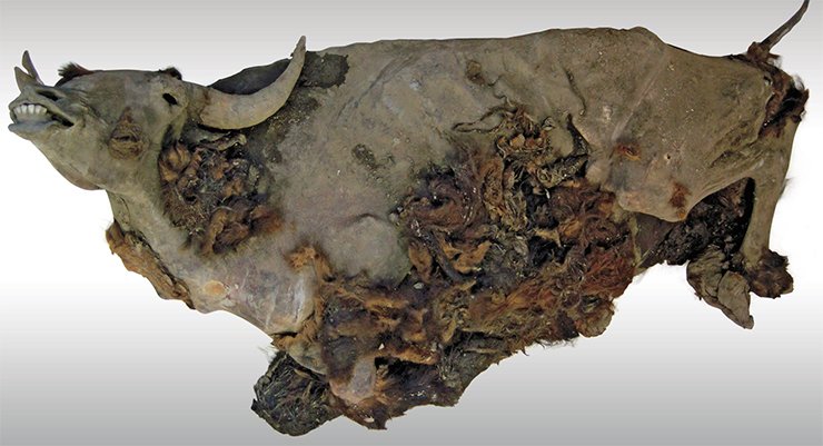 The perfectly preserved frozen mummy of an ancient bison is a singular paleontological finding
