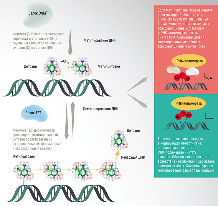Такие эпигенетические модификации ДНК, как метилирование цитозина, происходят с участием белка ДНК-метилтрансфераза (DNMT), который забирает метильную группу у метаболита S-аденозилметионина (SAM). Убрать эпигенетическую метку помогает белок TET, который окисляет метилцитозин (MeC) в несколько шагов. На конечной стадии, при помощи еще нескольких белков, цитозин восстанавливается. По: (Russell-Hallinan, Watson, O’Dwyer et al., 2021)