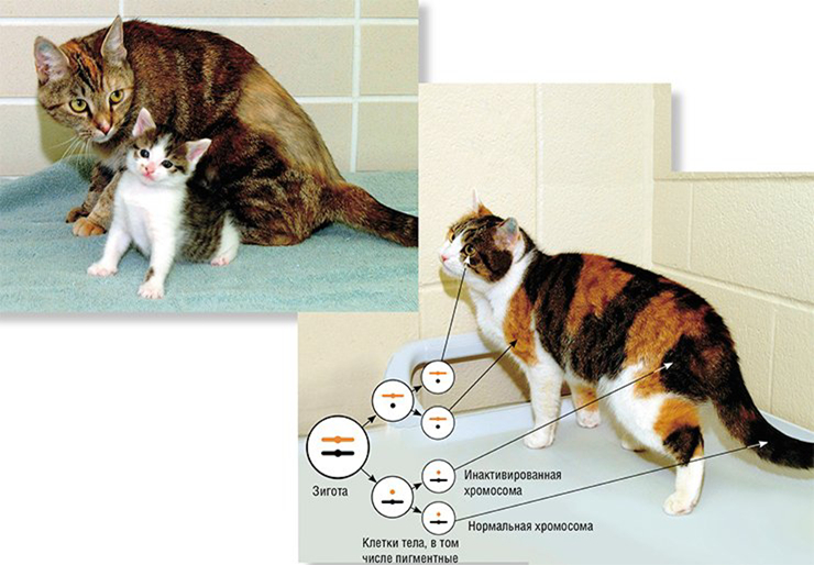 Первая в мире клонированная кошка Копирка не похожа ни на свою суррогатную полосатую мать (фото слева), ни на свой генетический оригинал черепахового окраса (фото справа) – у нее нет рыжих пятен, как положено кошкам этого генотипа. Фото Л. Вэдсворта