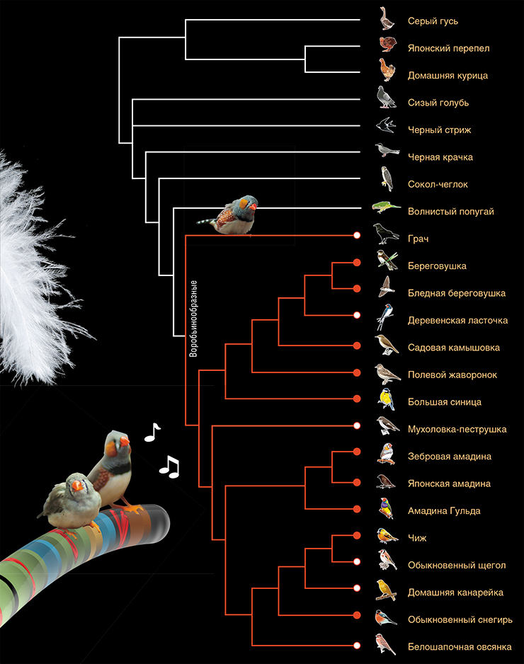 У всех исследованных певчих птиц (отмечены красным) есть ХПК. У одних видов она большая (закрашенный кружок), у других – маленькая (незакрашенный кружок), но есть у всех. Ни у одной исследованной птицы за пределами отряда воробьинообразных (кружок отсутствует) ХПК нет