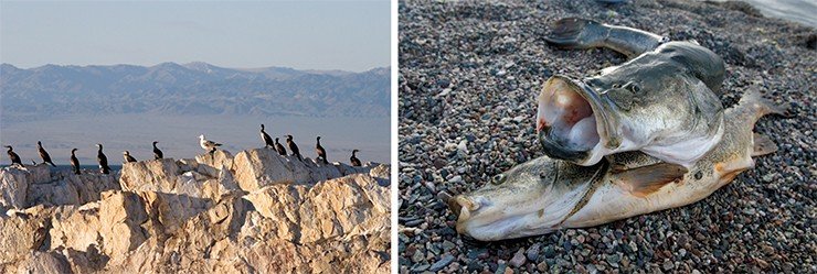 Слева: чайка в окружении бакланов. Справа: озера Монголии чрезвычайно богаты рыбой. Попадаются и такие экземпляры, как этот осман