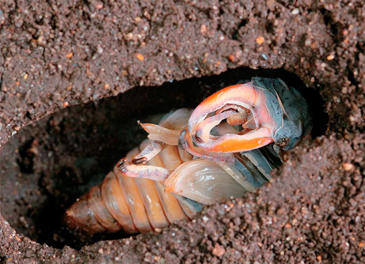 Жуков-оленей можно различить по полу уже на стадии личинки (вверху) и куколки (внизу). У самок нет такого грозного оружия, как у самцов, но их мандибулы слегка увеличены и также мощны и остры. Жуки используют их для выгрызания в мертвой древесине камер для яиц. © CC BY-SA 4.0/ Mariafremlin
