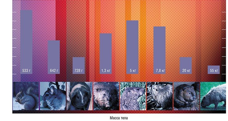 Зависимость между длиной теломер и массой тела была обнаружена у группы грызунов: большинство крупных видов имеет короткие теломерные районы, и наоборот. По: (Seluanov et al., 2007)