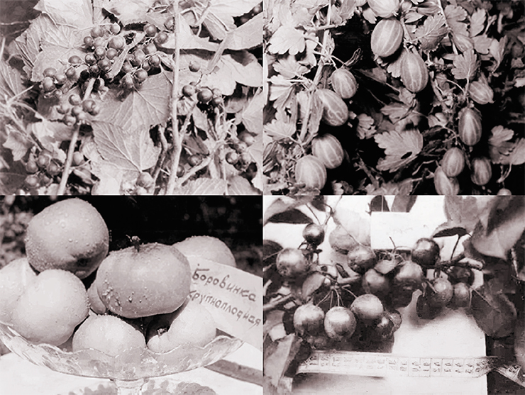 «За период с 1925 по 1936 год в Иркутске и области возникли десятки любительских садов. Большинство из них первый посадочный материал получили из моего сада и садов опытников Западной Сибири. <...> Экскурсии в сад стали все чаще и чаще, и почти каждая экскурсия кончалась тем, что ее участники сами брались за разведение плодовых деревьев и кустарников» (Томсон, 1950, с. 26)