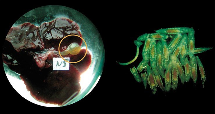 Паразиты из желчного пузыря золотистого хомячка, зараженного метацеркариями описторха. Фото Е. Сербиной