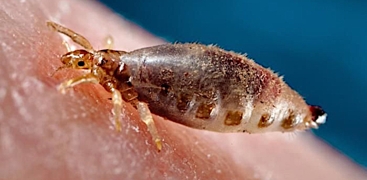 Плательная, или нательная, вошь (Pediculus humanus) – облигатный паразит человека. Credit: Public Domain/ James Gathany, Public Health Image Library