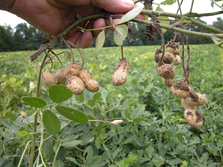 Растение арахиса культурного. Южная Каролина, США. © CC BY-SA 3.0/ Pollinator 