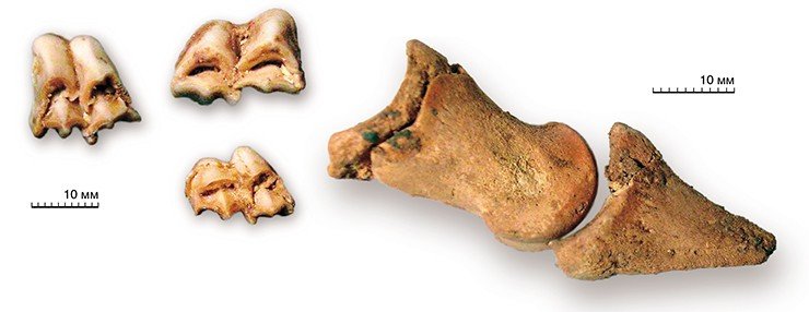 Верхние молочные зубы и нижний моляр (внизу) ископаемых оленей (слева). Копытная и пальцевая фаланги оленя павлодарии (справа)