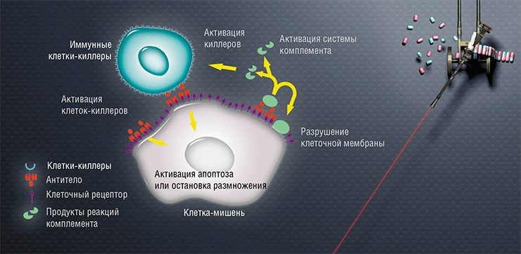 Антитела, прицельно связываясь с определенным антигеном на поверхности клетки, могут остановить ее размножение или вызвать апоптоз (программируемое клеточное самоубийство). Антитела также могут спровоцировать атаку иммунных клеток-киллеров. Кроме того, они вызывают каскад реакций системы комплемента – комплекса ферментов, служащих для защиты организма от действия чужеродных агентов. Это приводит к разрушению мембраны клетки и дальнейшему развитию иммунного ответа. По: (Acta Naturae, 2009)