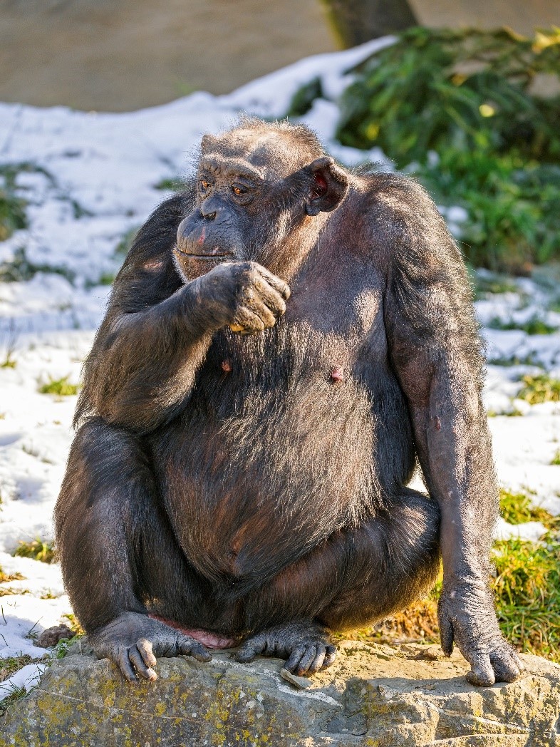 Самка шимпанзе. Walter Zoo, Госсау, Швейцария. © CC BY-ND 2.0 DEED\Tambako The Jaguar