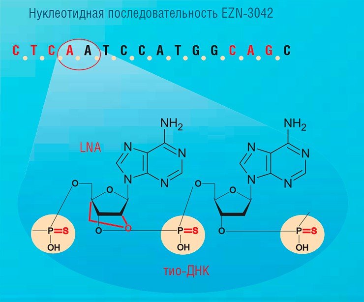 Новый препарат EZN-3042 представляет собой химерный ДНК/LNA-олигонуклеотид, направленный на матричную РНК белка сурвивина. Подавление синтеза этого белка значительно снижает жизнестойкость раковых клеток и резко повышает эффективность химиотерапии. На сегодня уже ряд LNA-олигонуклеотидов проходят клинические испытания в качестве препаратов против злокачественных опухолей, нарушений метаболизма и тяжелых наследственных заболеваний