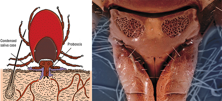 When sucking, an ixodid tick functions like a well-tuned pump: it makes from 2 to 60 acts of suction per minute, strictly alternating them with acts of saliva injection. Left: an adult female ixodid tick feeding on a horse (adapted from Estrada-Pena et al., 2017). Right: the capitulum of a taiga tick (dorsal view). Scanning electron microscope. Photo by S. Tkachev (ICBFM SB RAS, Novosibirsk)
