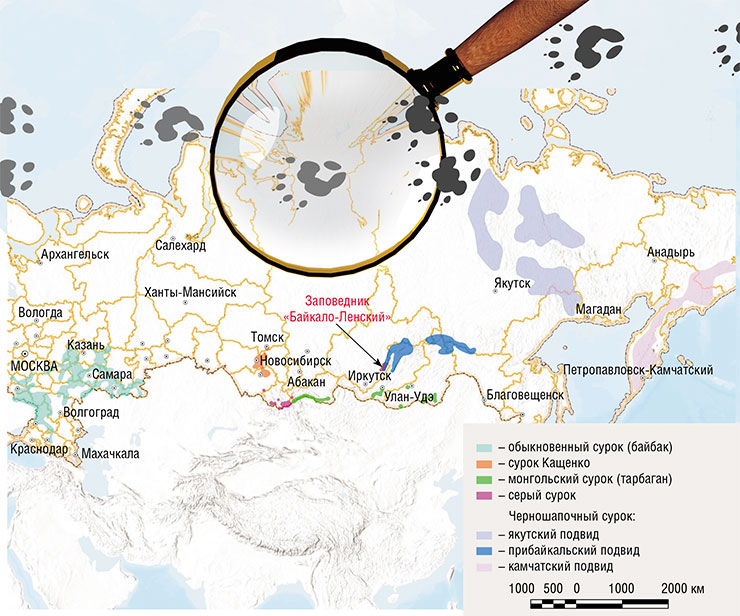 На карте – границы ареалов обитания видов и подвидов сурка. Самый малоизученный из них – черношапочный, несмотря на большой ареал. Карта создана с использованием приложения ArcGIS Pro 